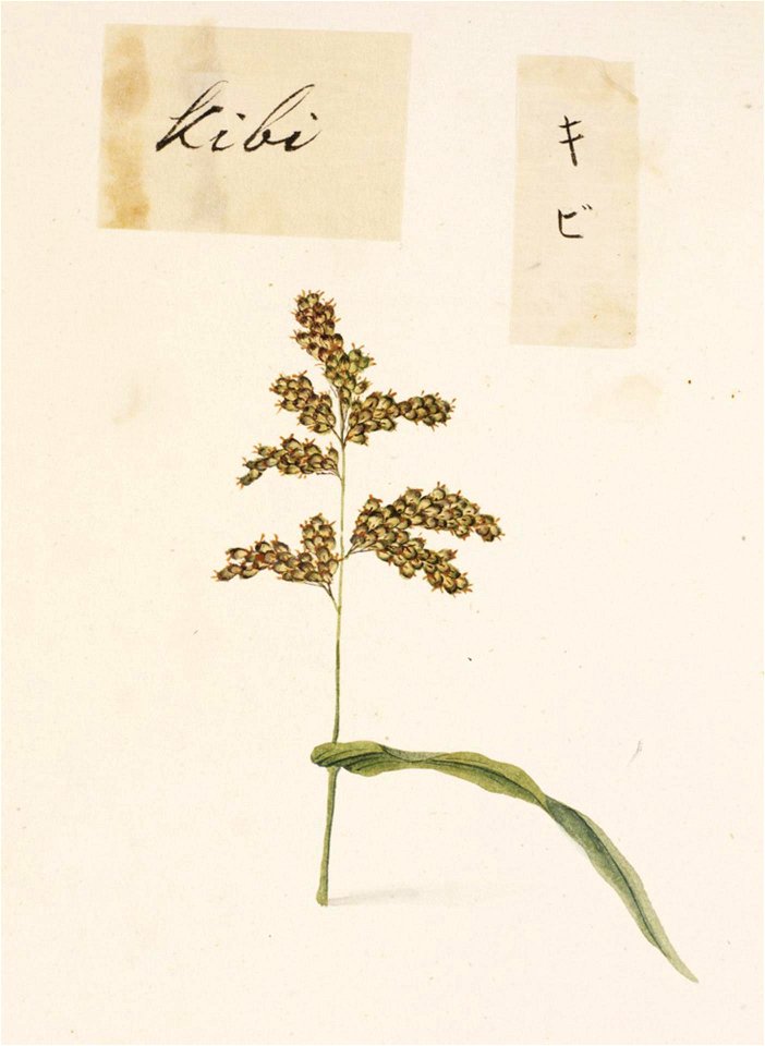 Naturalis Biodiversity Center - RMNH.ART.714 - Panicum miliaceum - Kawahara Keiga - 1823 - 1829 - Siebold Collection - pencil drawing - water colour