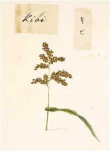 Naturalis Biodiversity Center - RMNH.ART.714 - Panicum miliaceum - Kawahara Keiga - 1823 - 1829 - Siebold Collection - pencil drawing - water colour