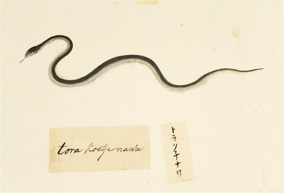 Naturalis Biodiversity Center - RMNH.ART.600 - Elaphe climacophora - Kawahara Keiga - 1823 - 1829 - Siebold Collection - pencil drawing - water colour