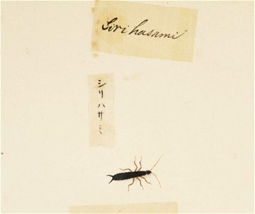 Naturalis Biodiversity Center - RMNH.ART.613 - Anisolabis maritima - Kawahara Keiga - 1823 - 1829 - Siebold Collection - pencil drawing - water colour