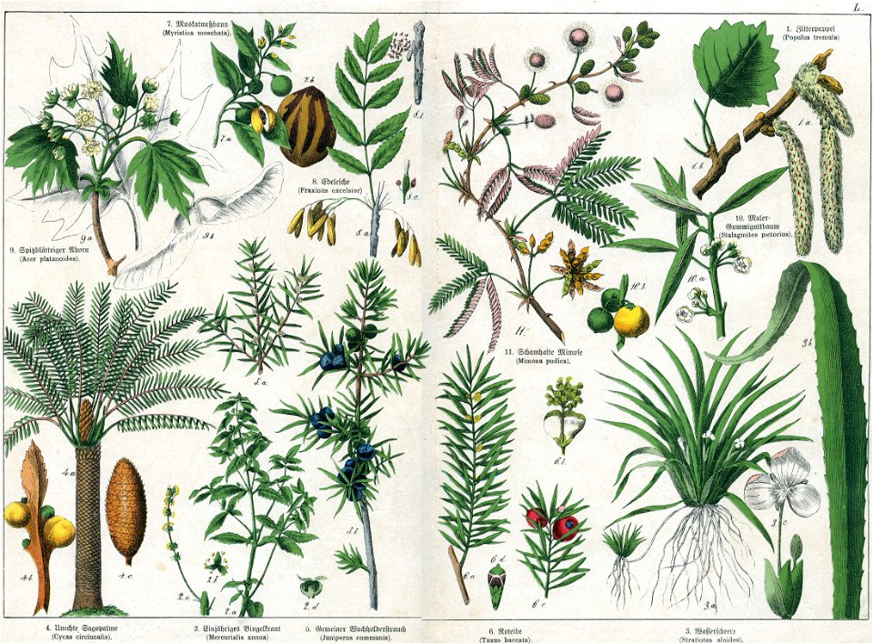 Naturgeschichte des Pflanzenreichs Tafel L