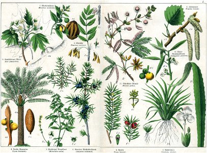 Naturgeschichte des Pflanzenreichs Tafel L