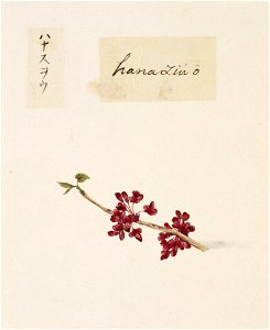 Naturalis Biodiversity Center - RMNH.ART.816 - Cercis chinensis - Kawahara Keiga - 1823 - 1829 - Siebold Collection - pencil drawing - water colour