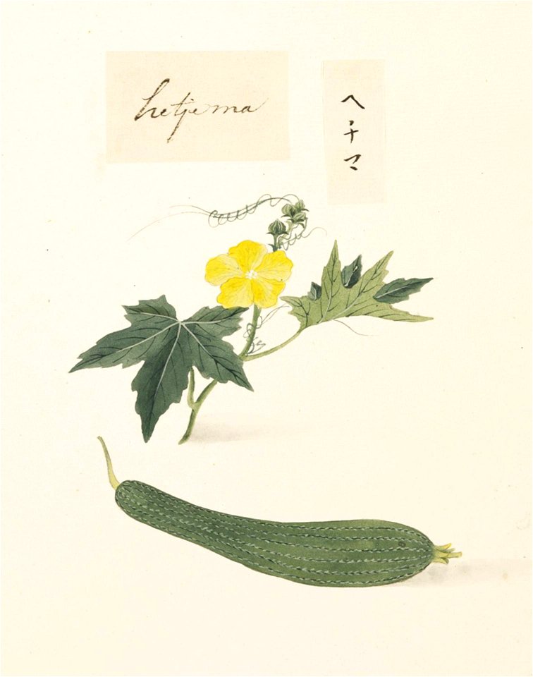Naturalis Biodiversity Center - RMNH.ART.620 - Luffa cylindrica - Kawahara Keiga - 1823 - 1829 - Siebold Collection - pencil drawing - water colour