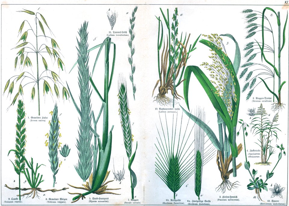 Naturgeschichte des Pflanzenreichs Tafel VI