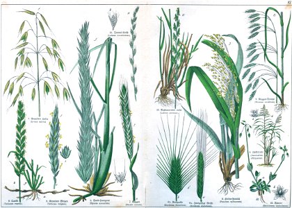 Naturgeschichte des Pflanzenreichs Tafel VI