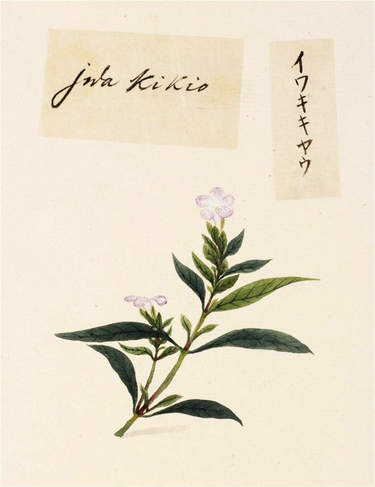 Naturalis Biodiversity Center - RMNH.ART.745 - Platycodon grandiflorus - Kawahara Keiga - 1823 - 1829 - Siebold Collection - pencil drawing - water colour