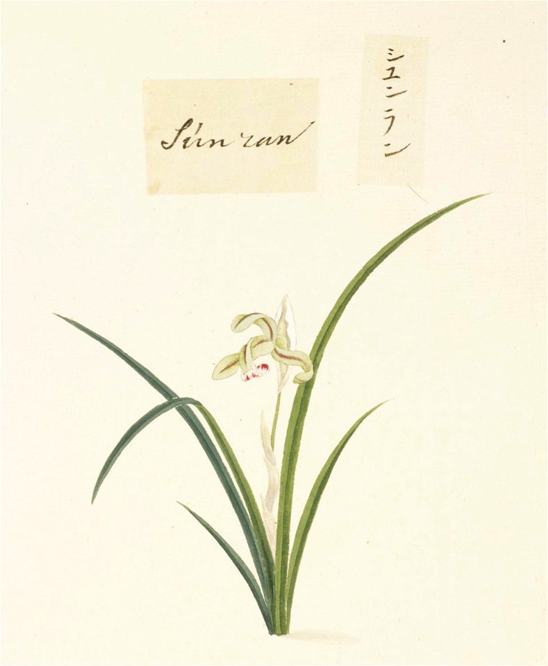 Naturalis Biodiversity Center - RMNH.ART.723 - Cymbidium goeringii - Kawahara Keiga - 1823 - 1829 - Siebold Collection - pencil drawing - water colour