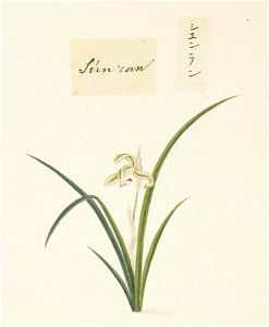 Naturalis Biodiversity Center - RMNH.ART.723 - Cymbidium goeringii - Kawahara Keiga - 1823 - 1829 - Siebold Collection - pencil drawing - water colour