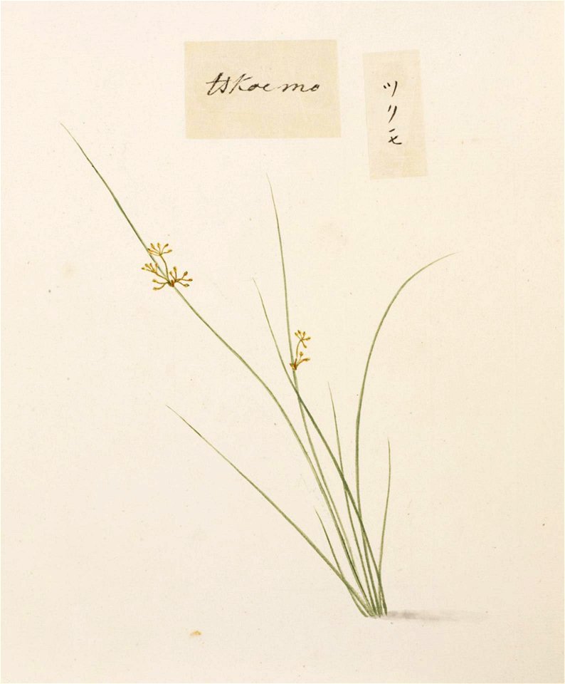 Naturalis Biodiversity Center - RMNH.ART.764 - Unidentified plant - Kawahara Keiga - 1823 - 1829 - Siebold Collection - pencil drawing - water colour