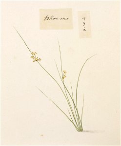 Naturalis Biodiversity Center - RMNH.ART.764 - Unidentified plant - Kawahara Keiga - 1823 - 1829 - Siebold Collection - pencil drawing - water colour