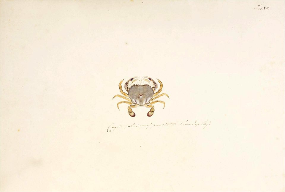 Naturalis Biodiversity Center - RMNH.ART.873 - Ovalipes punctatus - Kawahara Keiga - 1823 - 1829 - Siebold Collection - pencil drawing - water colour