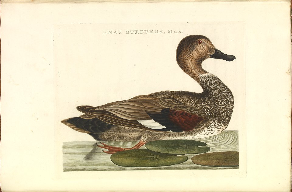 Nederlandsche vogelen (KB) - Anas strepera (314b)