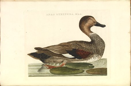 Nederlandsche vogelen (KB) - Anas strepera (314b)
