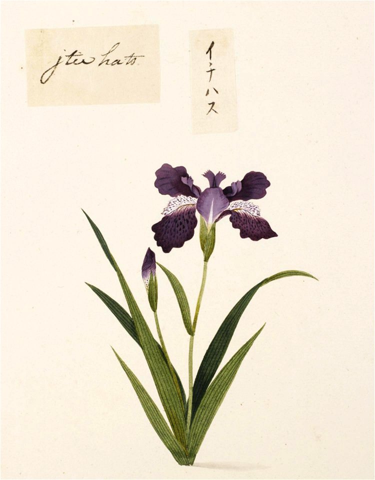 Naturalis Biodiversity Center - RMNH.ART.730 - Unidentified plant - Kawahara Keiga - 1823 - 1829 - Siebold Collection - pencil drawing - water colour