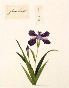 Naturalis Biodiversity Center - RMNH.ART.730 - Unidentified plant - Kawahara Keiga - 1823 - 1829 - Siebold Collection - pencil drawing - water colour