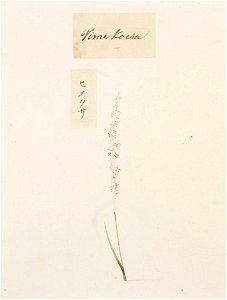 Naturalis Biodiversity Center - RMNH.ART.762 - Spiranthes sinensis (Pers.) Ames var. amoena (M. Bieberson) Hara - Kawahara Keiga - 1823 - 1829 - Siebold Collection - pencil drawing - water colour
