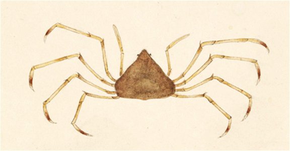 Naturalis Biodiversity Center - RMNH.ART.876 - Trigonoplax unguiformis - Kawahara Keiga - 1823 - 1829 - Siebold Collection - pencil drawing - water colour