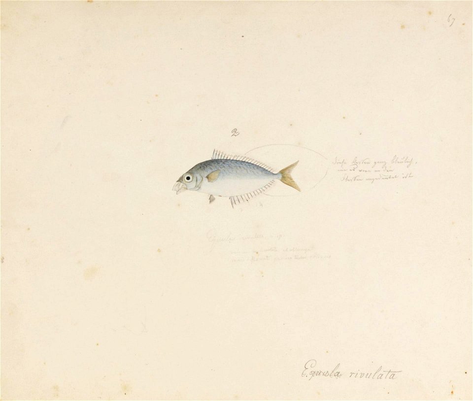 Naturalis Biodiversity Center - RMNH.ART.640 - Leiognathus rivulatus (Temminck and Schlegel) - Kawahara Keiga - 1823 - 1829 - Siebold Collection - pencil drawing - water colour