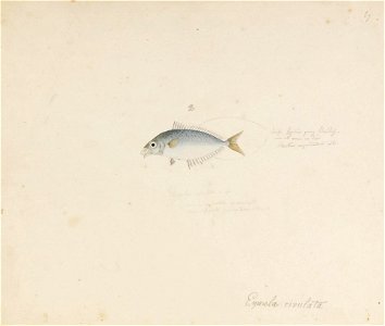 Naturalis Biodiversity Center - RMNH.ART.640 - Leiognathus rivulatus (Temminck and Schlegel) - Kawahara Keiga - 1823 - 1829 - Siebold Collection - pencil drawing - water colour