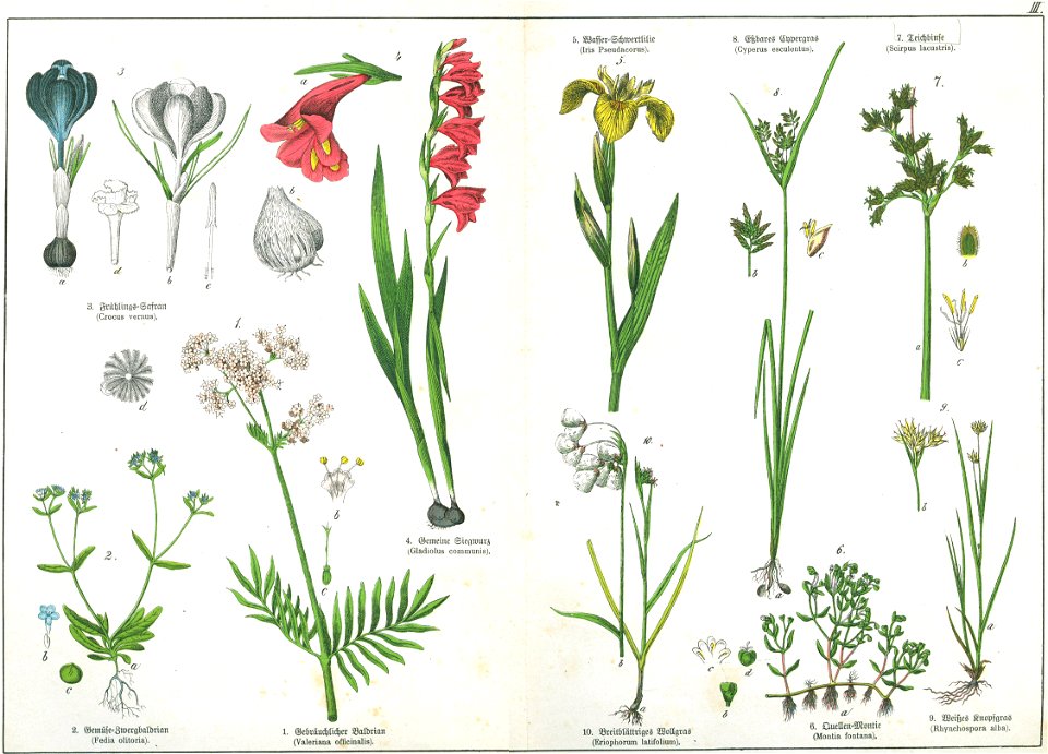 Naturgeschichte des Pflanzenreichs Tafel III