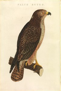 Nederlandsche vogelen (KB) - Buteo buteo (446b)