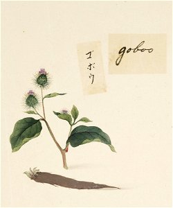Naturalis Biodiversity Center - RMNH.ART.655 - Arctium lappa L. - Kawahara Keiga - 1823 - 1829 - Siebold Collection - pencil drawing - water colour