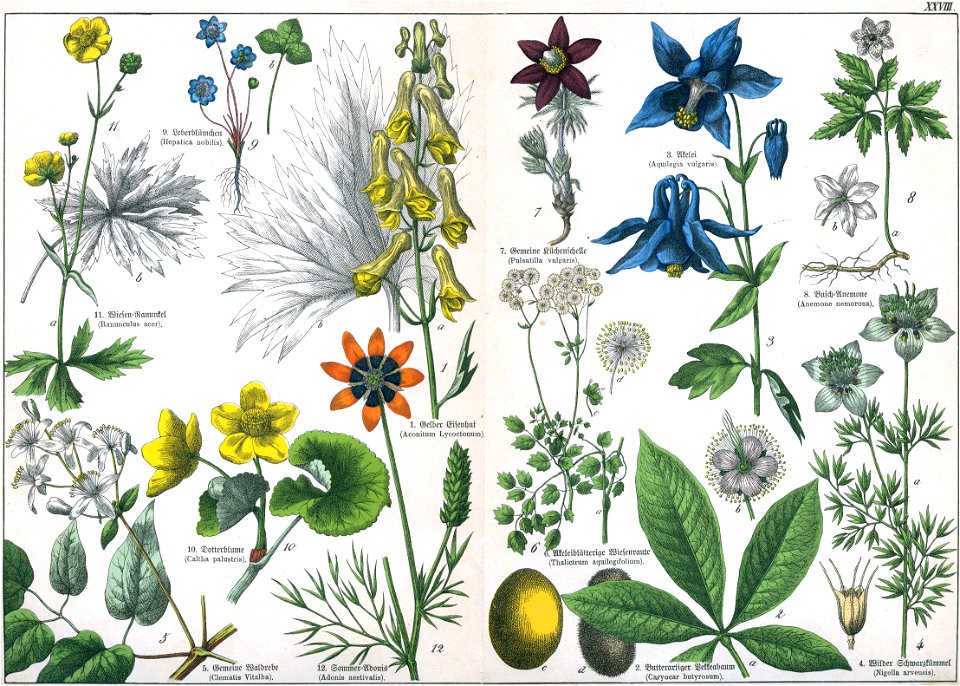 Naturgeschichte des Pflanzenreichs Tafel XXVIII