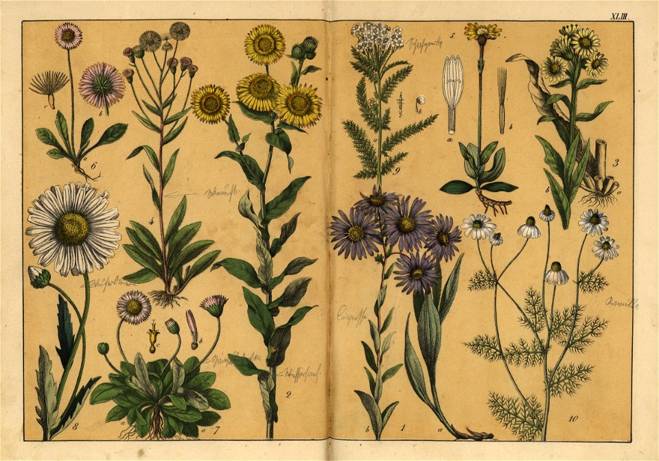 Naturgeschichte des Pflanzenreichs, Eßlingen 1870 - Tafel 043