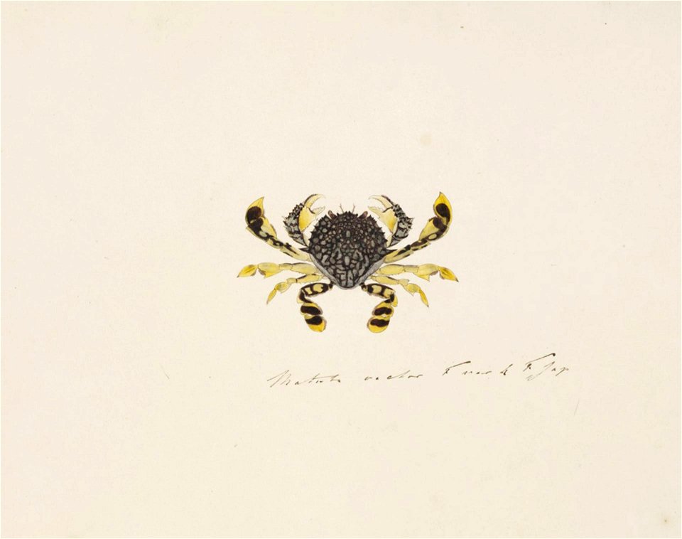 Naturalis Biodiversity Center - RMNH.ART.86 - Matuta planipes - Kawahara Keiga - 1823 - 1829 - Siebold Collection - pencil drawing - water colour