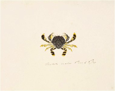 Naturalis Biodiversity Center - RMNH.ART.86 - Matuta planipes - Kawahara Keiga - 1823 - 1829 - Siebold Collection - pencil drawing - water colour