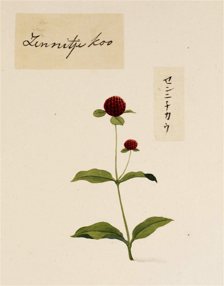 Naturalis Biodiversity Center - RMNH.ART.779 - Gomphrena globosa - Kawahara Keiga - 1823 - 1829 - Siebold Collection - pencil drawing - water colour
