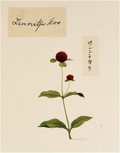 Naturalis Biodiversity Center - RMNH.ART.779 - Gomphrena globosa - Kawahara Keiga - 1823 - 1829 - Siebold Collection - pencil drawing - water colour