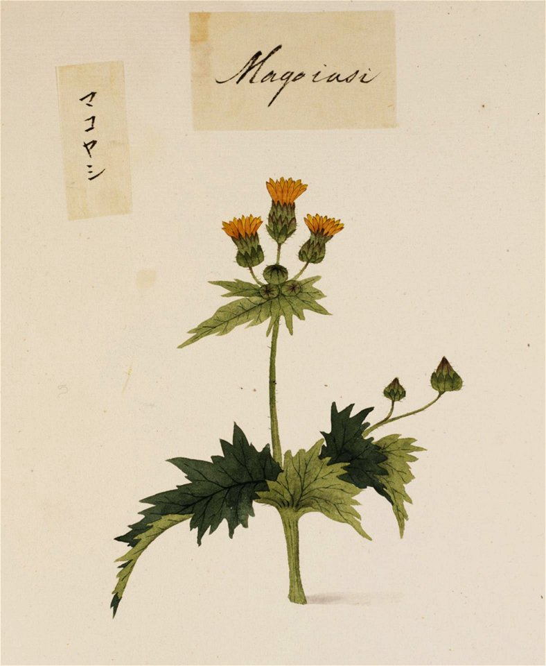 Naturalis Biodiversity Center - RMNH.ART.780 - Medicago polymorpha - Kawahara Keiga - 1823 - 1829 - Siebold Collection - pencil drawing - water colour