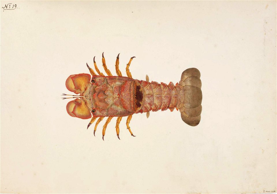 Naturalis Biodiversity Center - RMNH.ART.67 - Scyllarides squamosus - Kawahara Keiga - 1823 - 1829 - Siebold Collection - pencil drawing - water colour