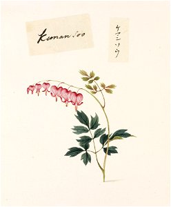 Naturalis Biodiversity Center - RMNH.ART.786 - Dicentra spectabilis - Kawahara Keiga - 1823 - 1829 - Siebold Collection - pencil drawing - water colour
