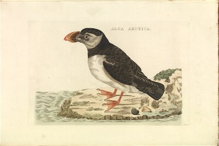 Nederlandsche vogelen (KB) - Fratercula arctica (358b)