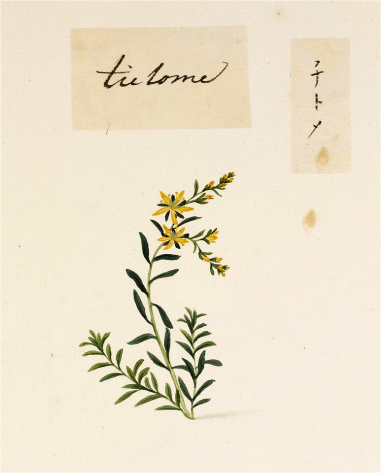 Naturalis Biodiversity Center - RMNH.ART.788 - Polygonum aviculare L. - Kawahara Keiga - 1823 - 1829 - Siebold Collection - pencil drawing - water colour