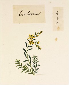 Naturalis Biodiversity Center - RMNH.ART.788 - Polygonum aviculare L. - Kawahara Keiga - 1823 - 1829 - Siebold Collection - pencil drawing - water colour