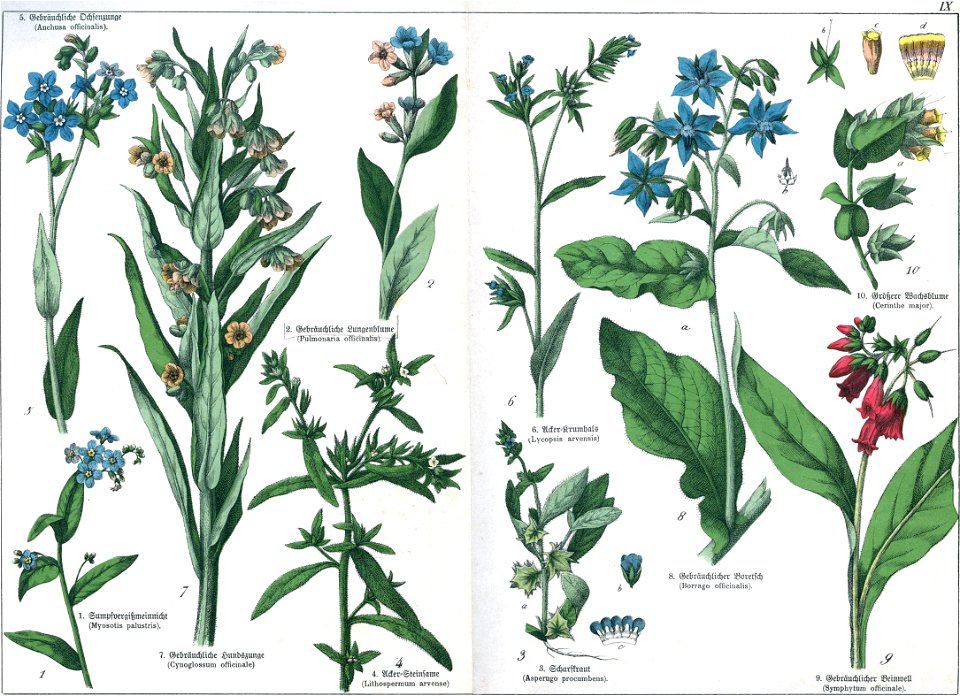 Naturgeschichte des Pflanzenreichs Tafel IX