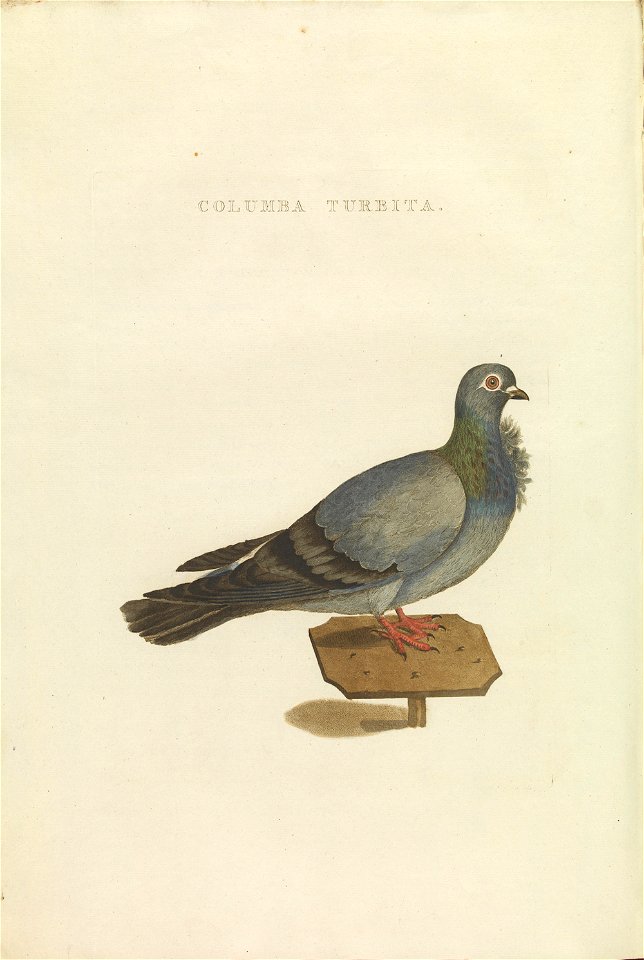Nederlandsche vogelen (KB) - Columba livia (420b)