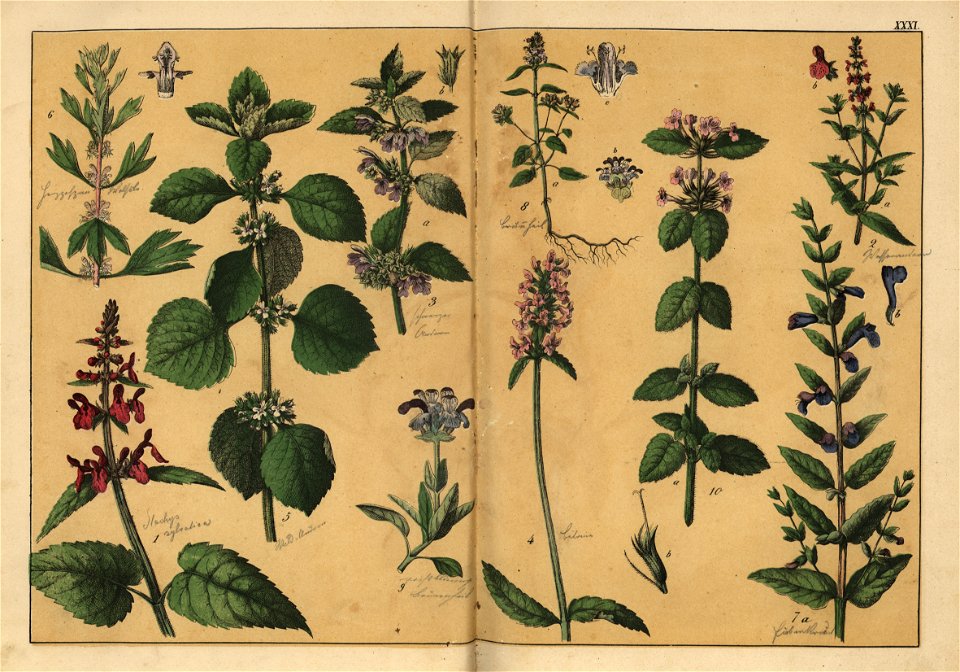 Naturgeschichte des Pflanzenreichs, Eßlingen 1870 - Tafel 031