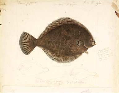 Naturalis Biodiversity Center - RMNH.ART.69 - Pleuronichthys cornutus (Temminck and Schlegel) - Kawahara Keiga - 1823 - 1829 - Siebold Collection - pencil drawing - water colour