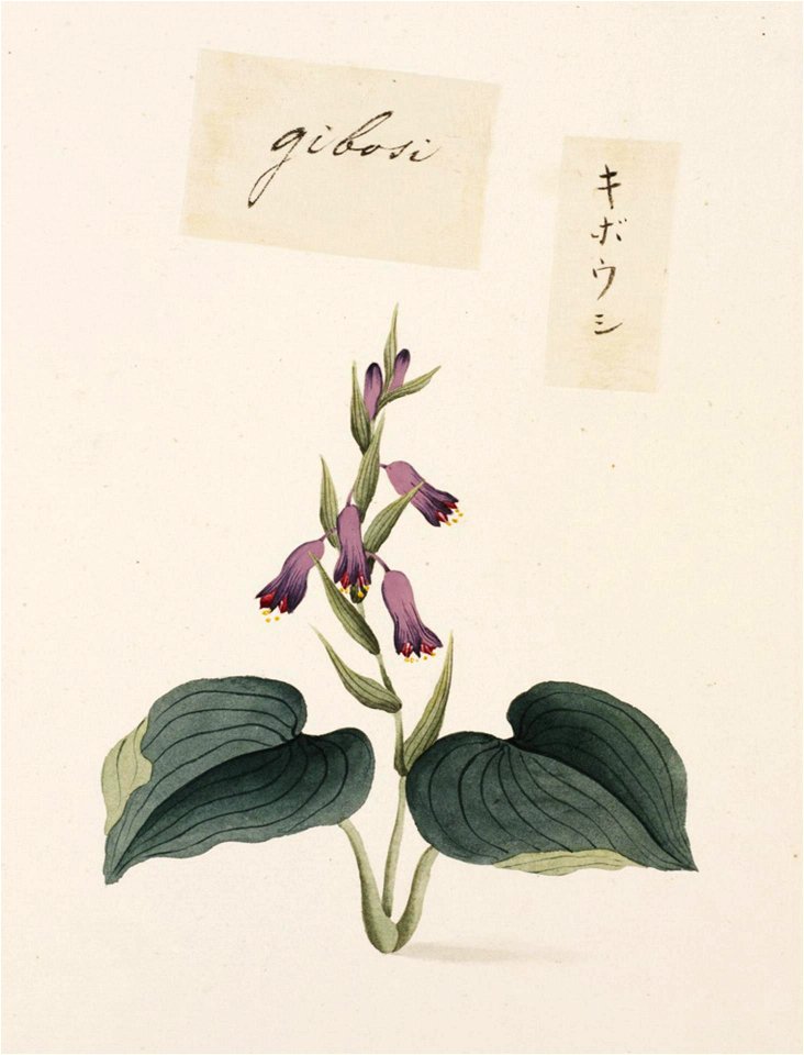 Naturalis Biodiversity Center - RMNH.ART.691 - Hosta spp. - Kawahara Keiga - 1823 - 1829 - Siebold Collection - pencil drawing - water colour