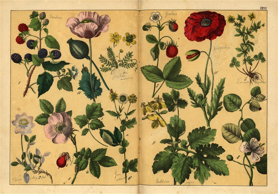 Naturgeschichte des Pflanzenreichs, Eßlingen 1870 - Tafel 026