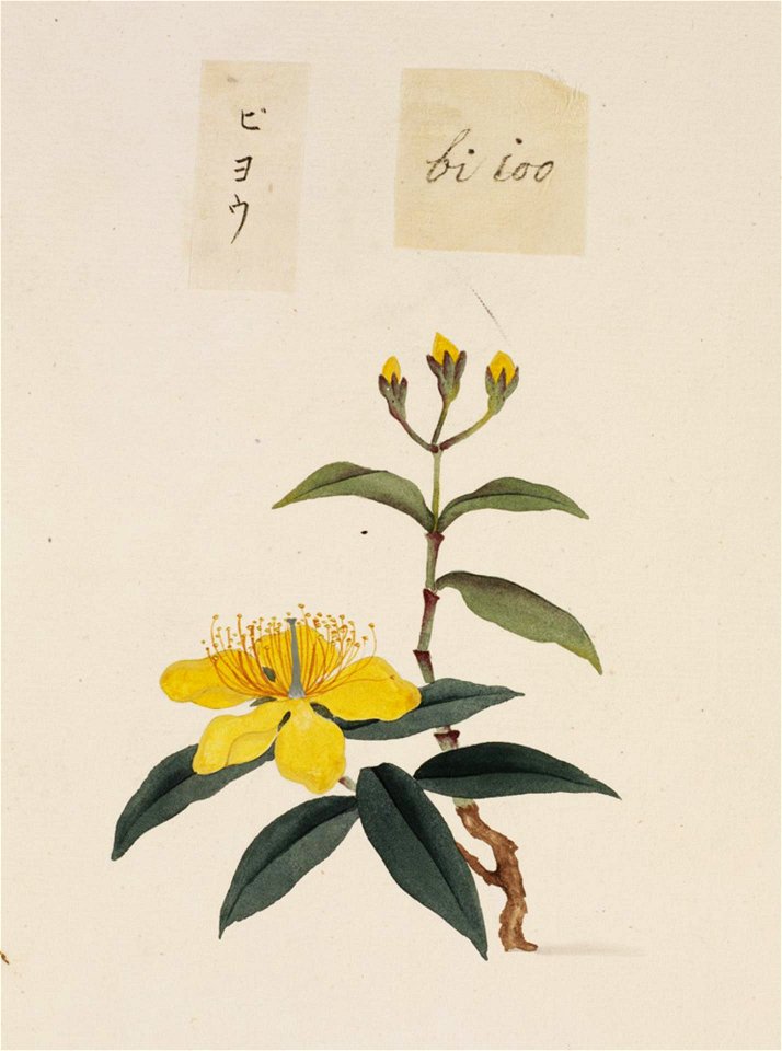 Naturalis Biodiversity Center - RMNH.ART.699 - Unidentified plant - Kawahara Keiga - 1823 - 1829 - Siebold Collection - pencil drawing - water colour