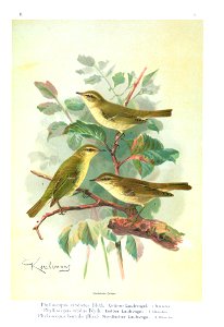 Naturgeschichte der Vögel Mitteleuropas, vol 2, plate 7 (Naumann, 1897) color-corrected