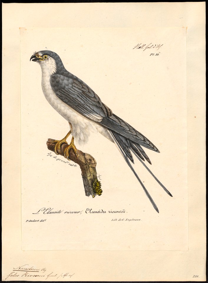 Nauclerus riocouri - 1825-1834 - Print - Iconographia Zoologica - Special Collections University of Amsterdam - UBA01 IZ18200352