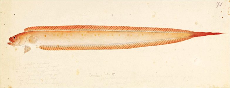 Naturalis Biodiversity Center - RMNH.ART.705 - Acanthocepola krusensternii (Temminck and Schlegel) - Kawahara Keiga - 1823 - 1829 - Siebold Collection - pencil drawing - water colour