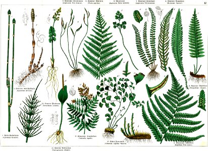 Naturgeschichte des Pflanzenreichs Tafel LI